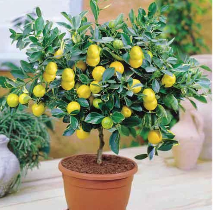 sustrato para citrus casero limonero en maceta